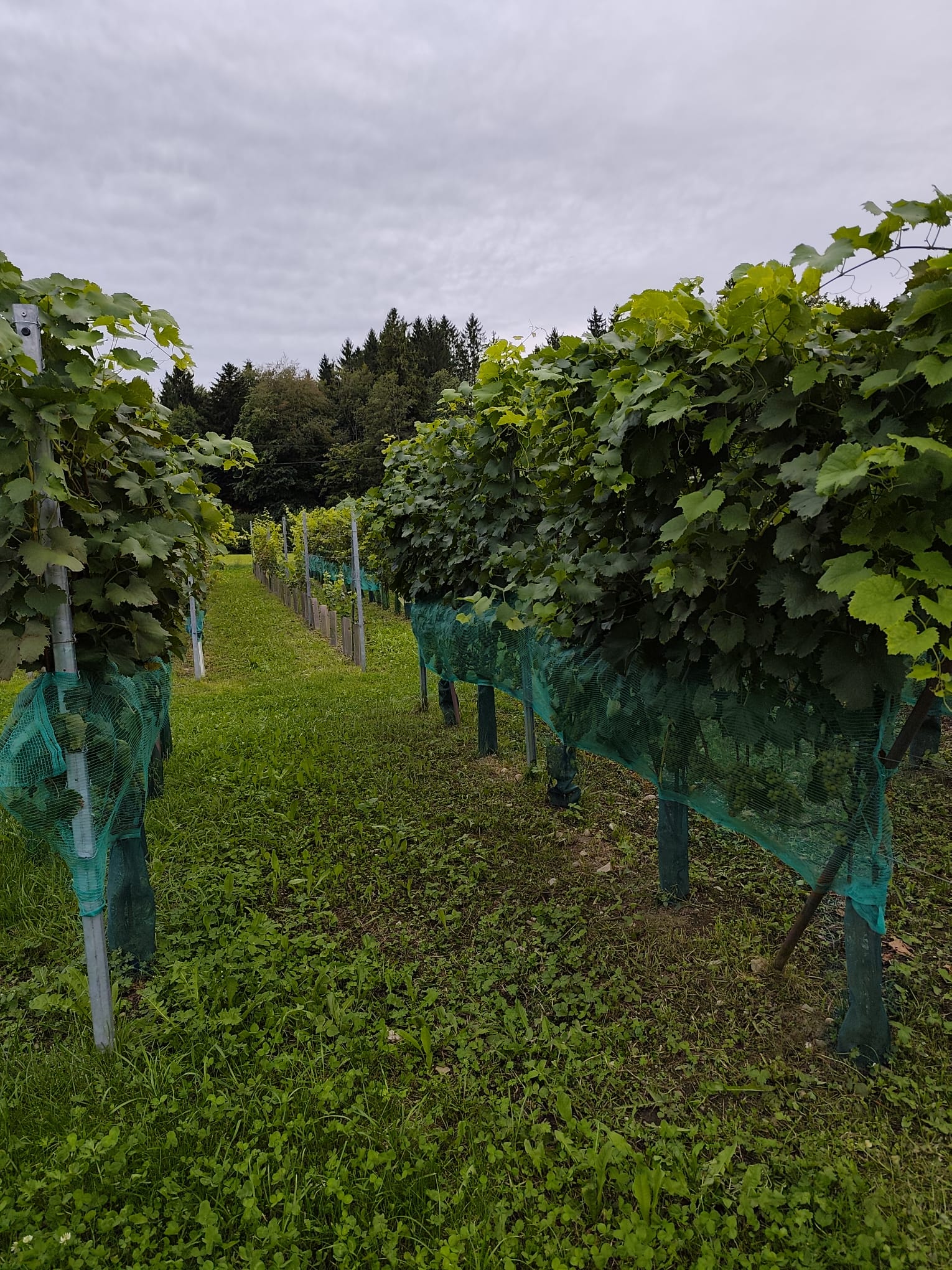 Weingut